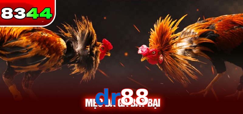 Đá gà dr88 có sức hấp dẫn
