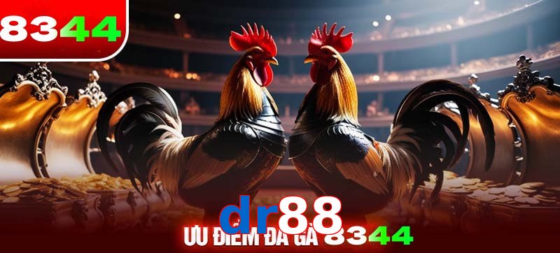 Thể loại đá gà dr88 được ưa chuộng